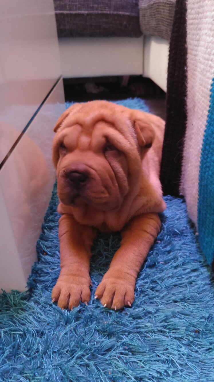 Amy – Shar-Pei