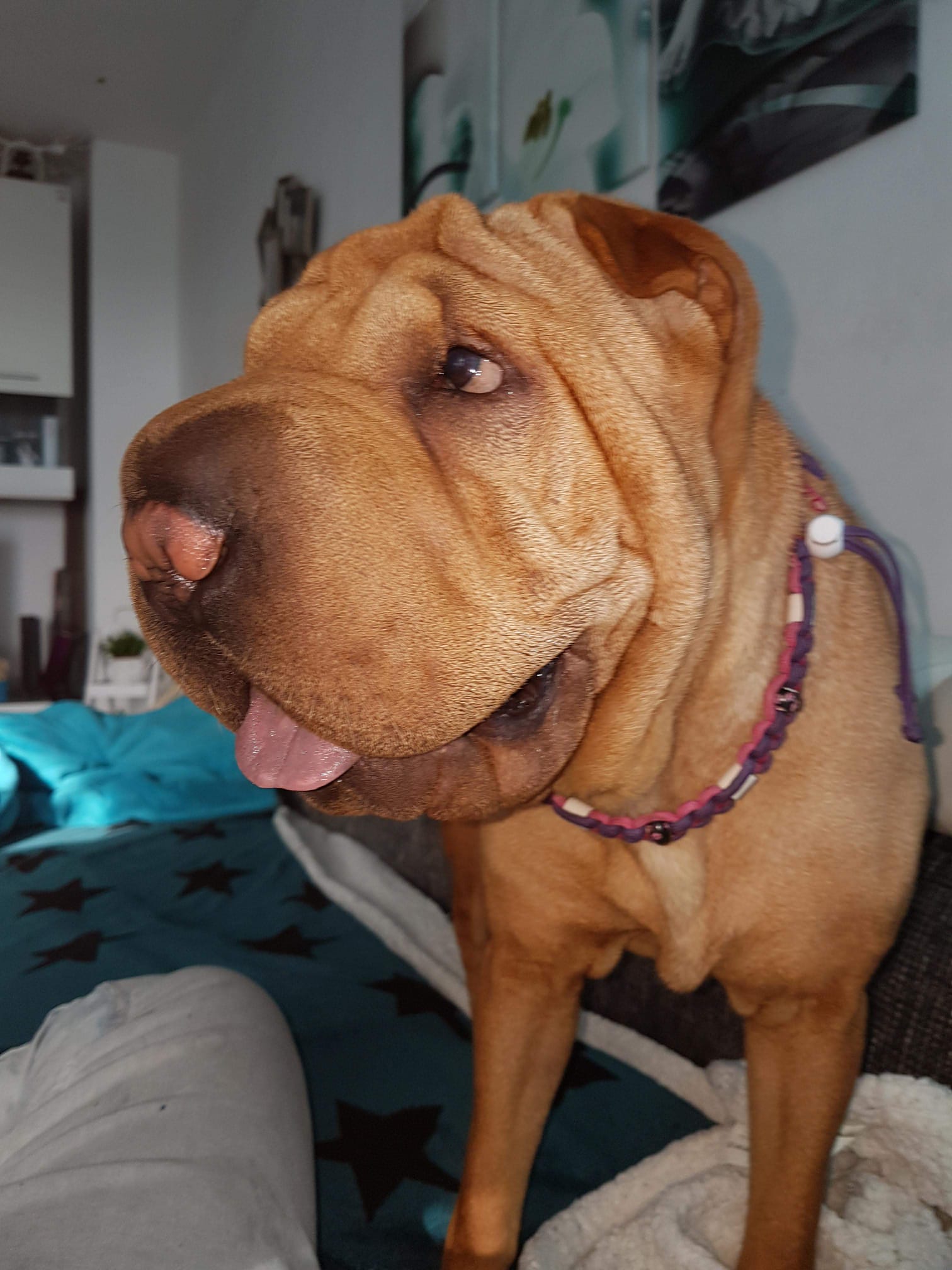 Amy – Shar-Pei