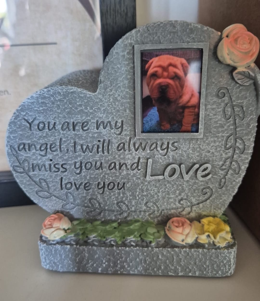 Amy – Shar-Pei