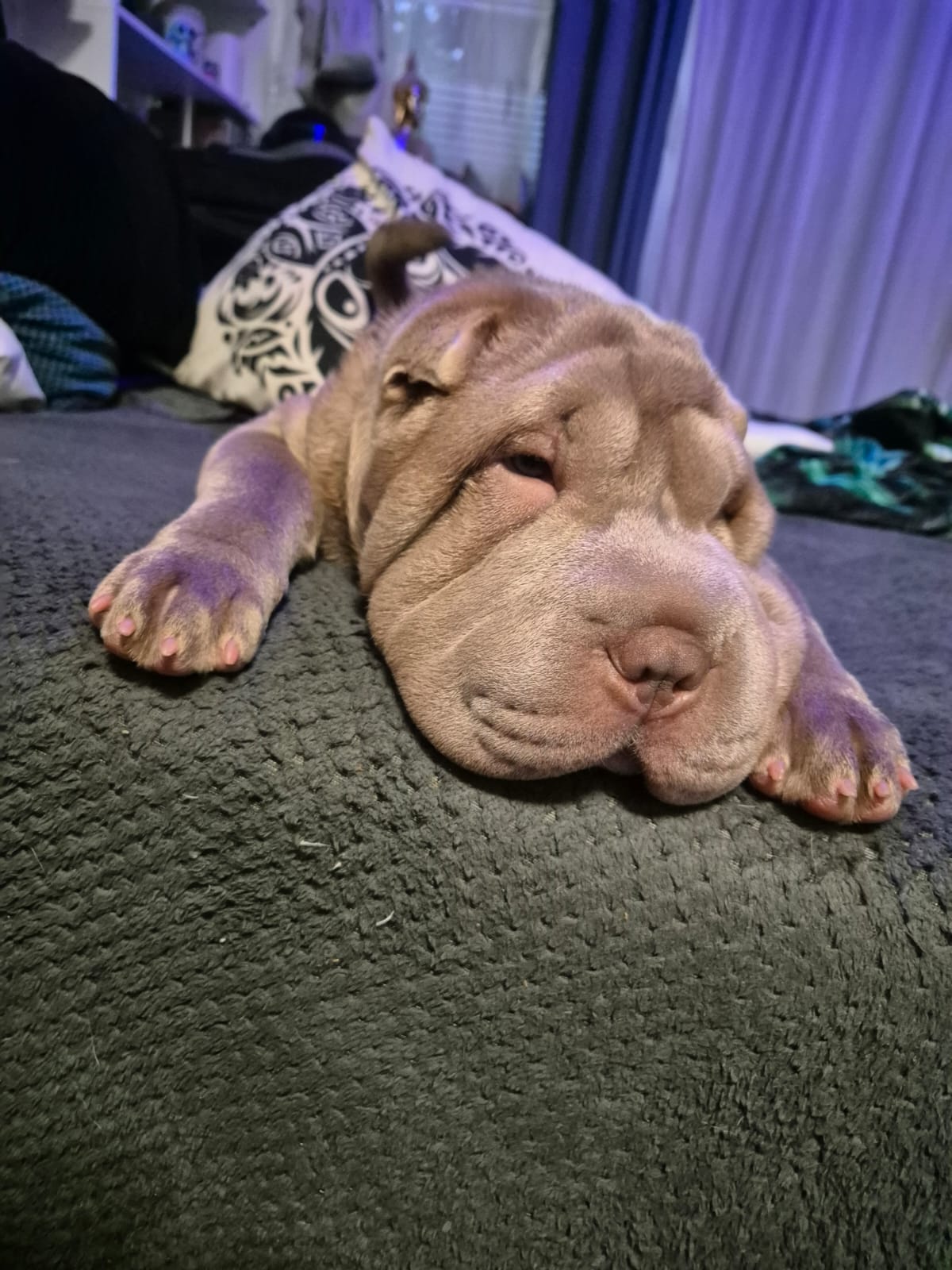 Angel – Shar-Pei Hündin