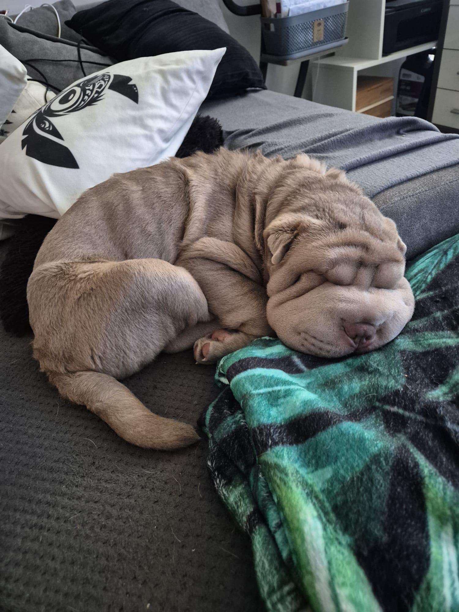 Angel – Shar-Pei Hündin