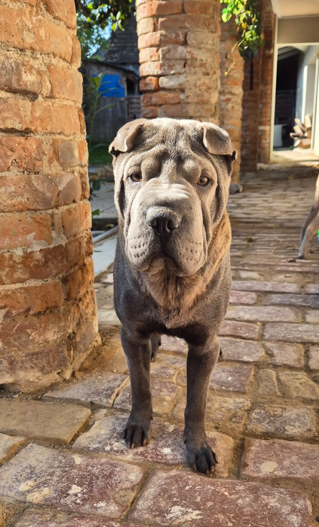 Balu – Shar-Pei Rüde