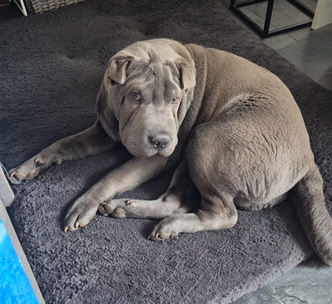 Balu – Shar-Pei Rüde