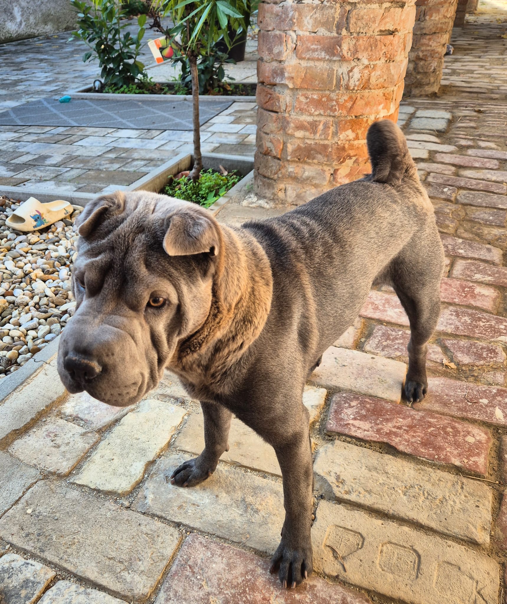 Balu – Shar-Pei Rüde