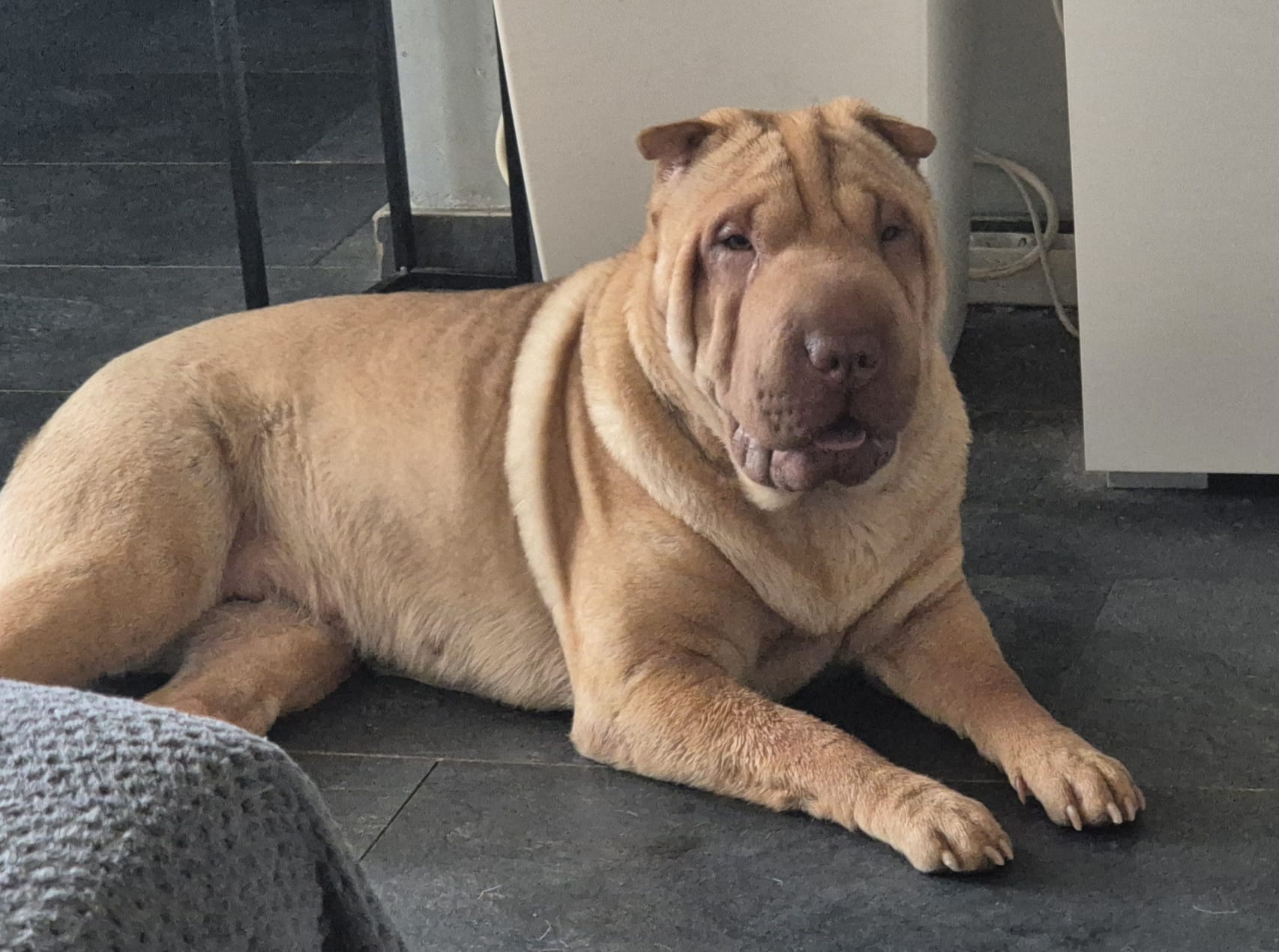 Lilo – Shar-Pei Hündin