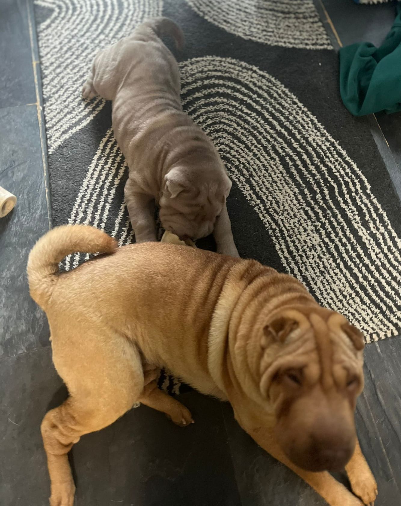 Lilo – Shar-Pei Hündin